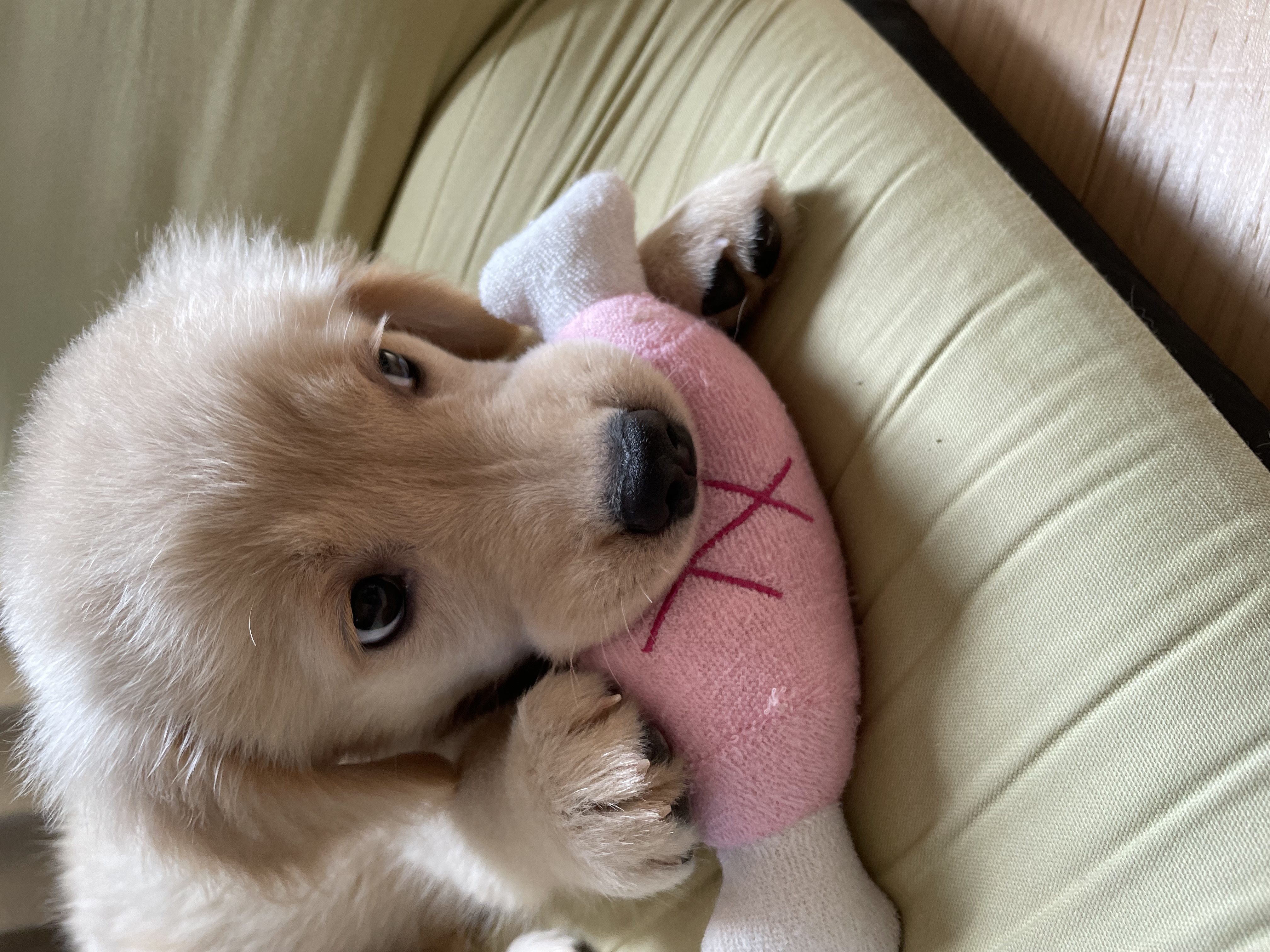 関東の屋内ドッグラン5選｜雨の日でも愛犬と思いっきり走れるスポット