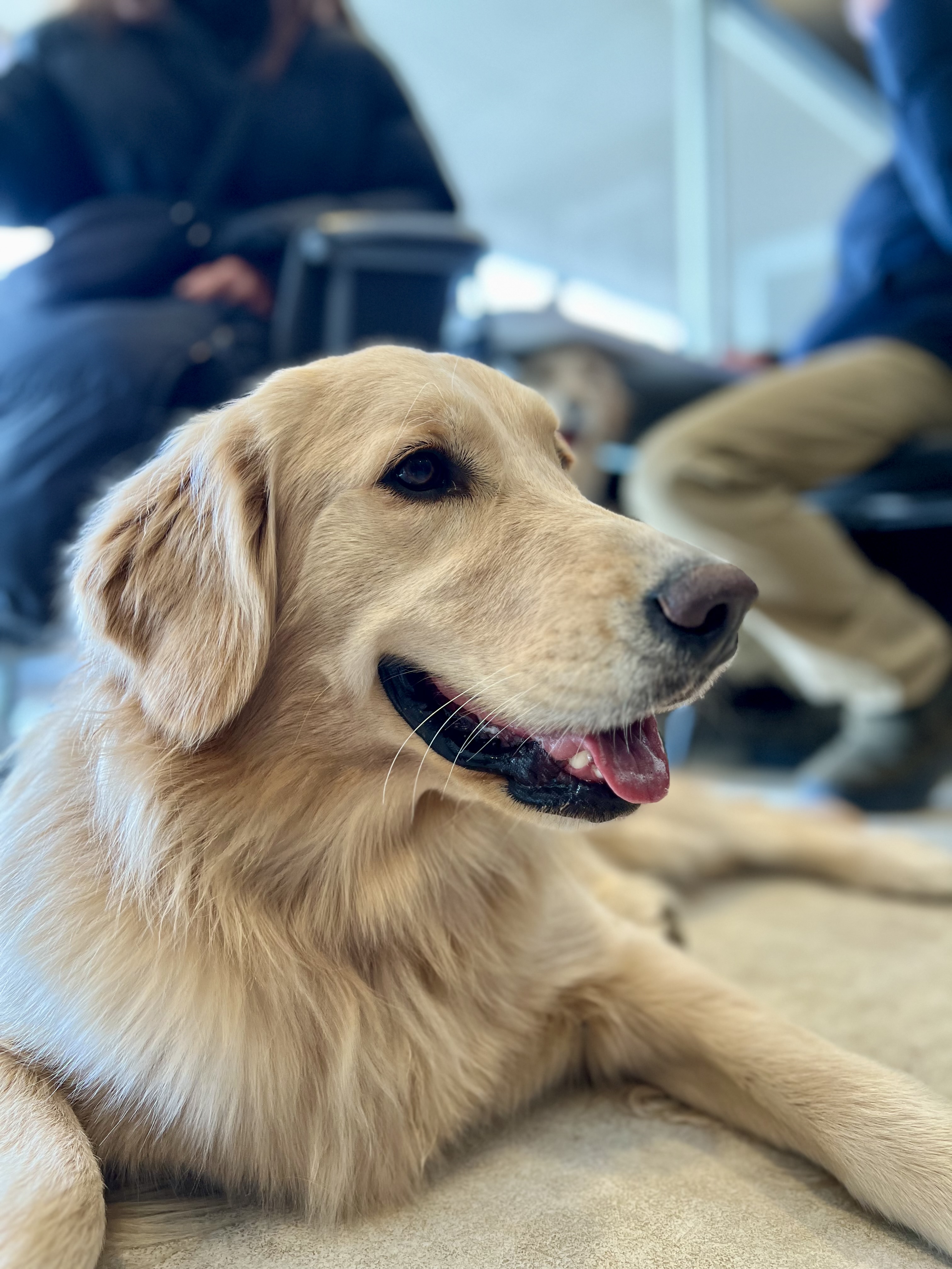 犬と泊まれる宿 関東・中部おすすめ3選｜大型犬OKのペット宿をゴールデンレトリーバーオーナーが厳選