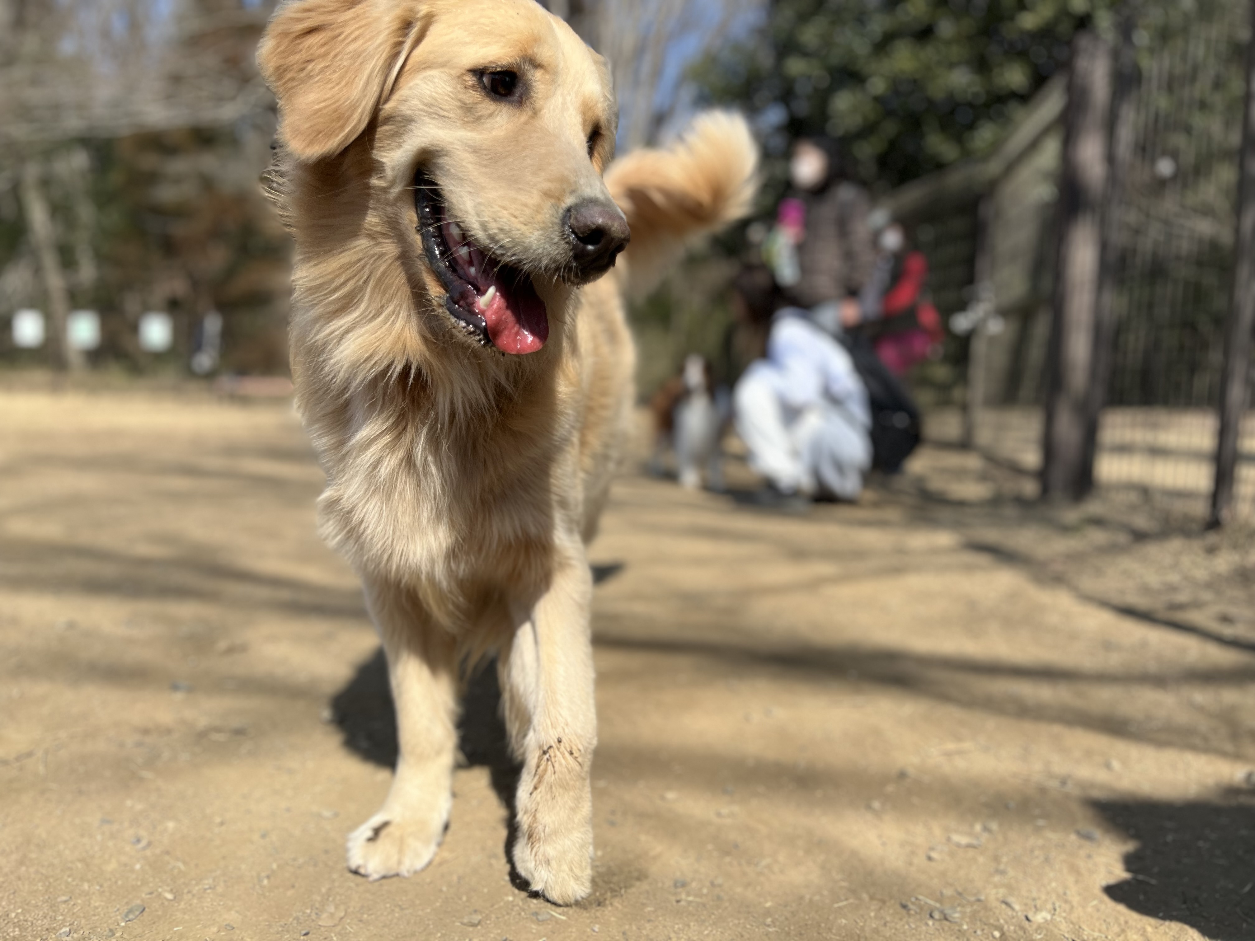 関東のドッグランおすすめ3選｜大型犬OKの広々スポットをゴールデンレトリーバーオーナーが厳選