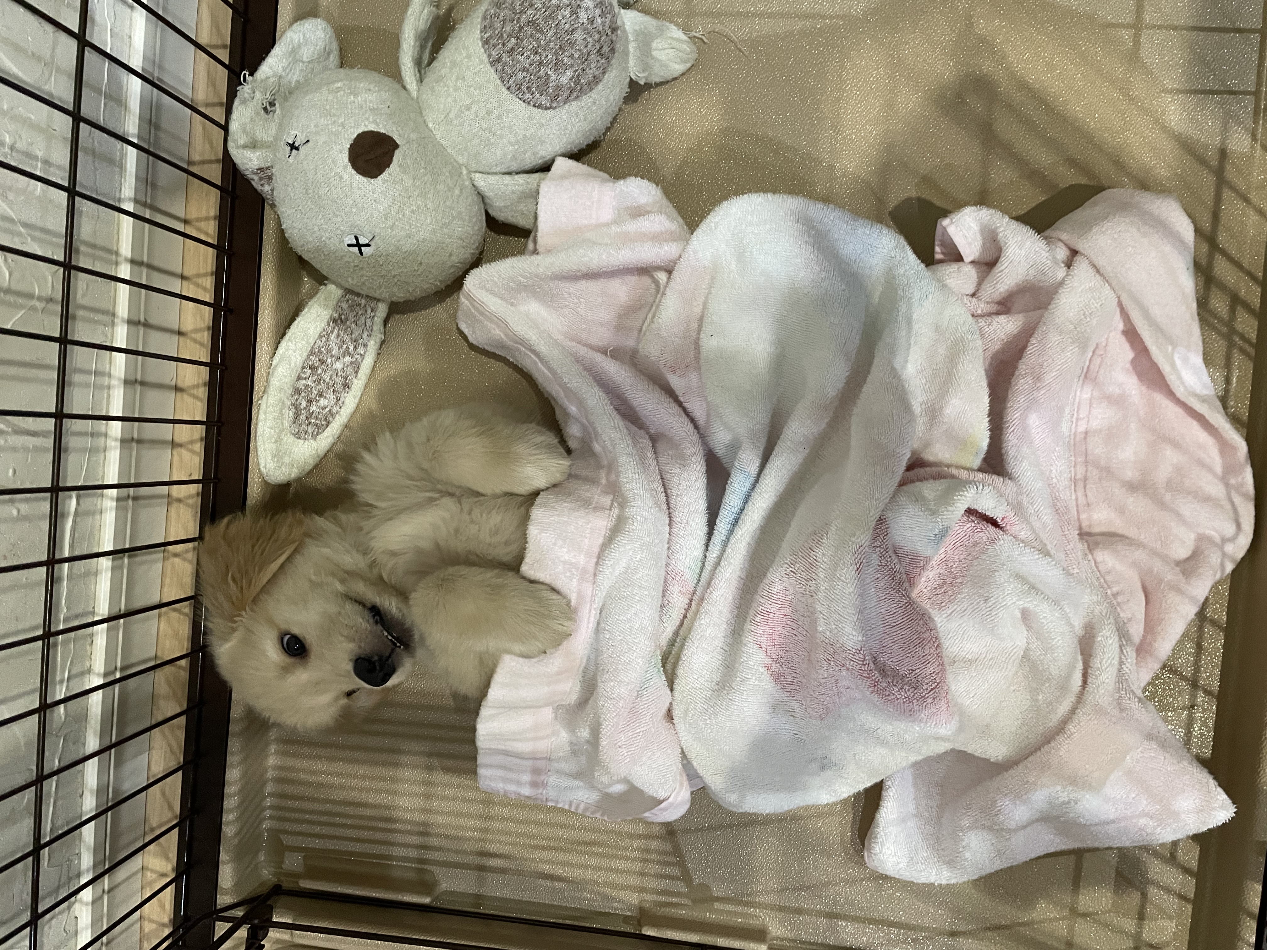 ゴールデンレトリバーのしつけ方法【完全版】子犬から学ぶ基本7つと失敗しないコツ