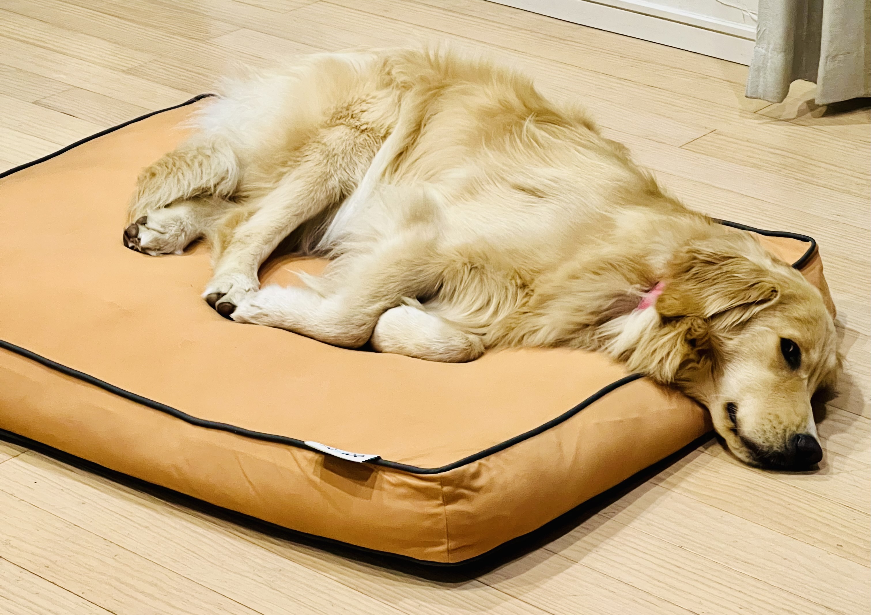 ゴールデンレトリバーの飼育環境【完全版】マンション・一軒家での部屋づくり実例