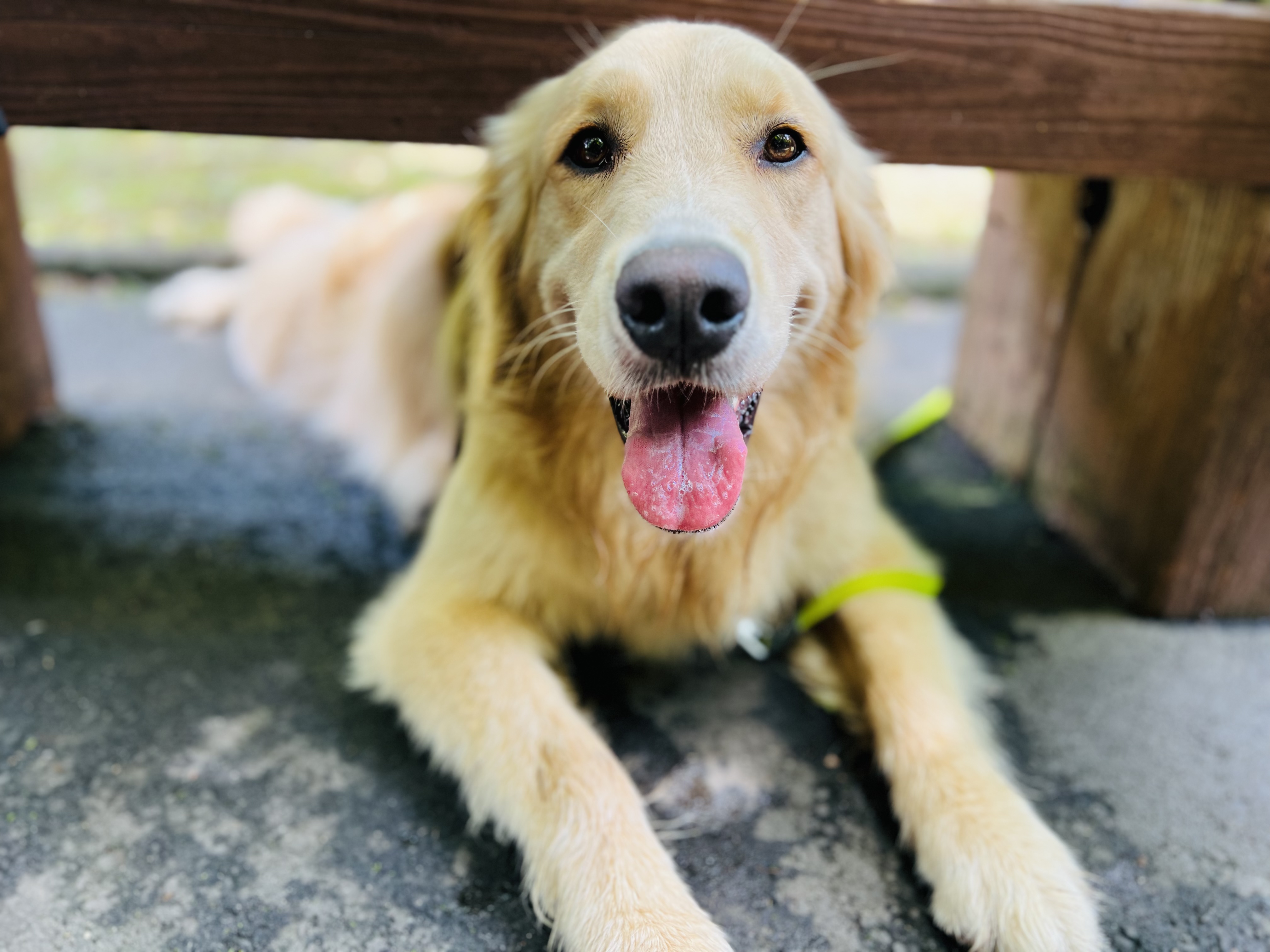 大型犬の暑さ対策と健康維持｜夏の早食い防止フードから川遊びまでの体験まとめ