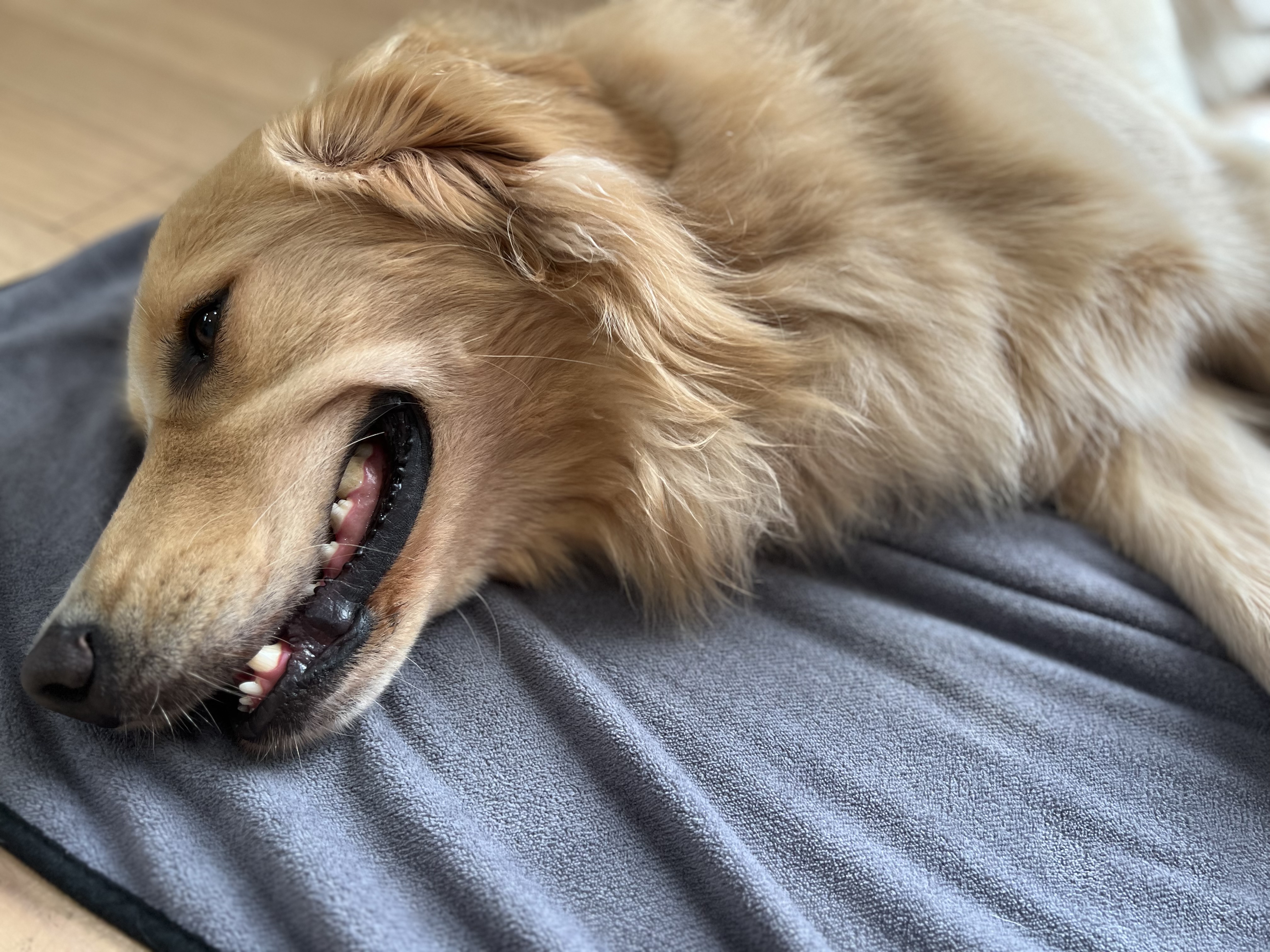 大型犬のシャンプー後は時間との勝負！ペットムーンのドライヤーでララちゃんも快適ドライ