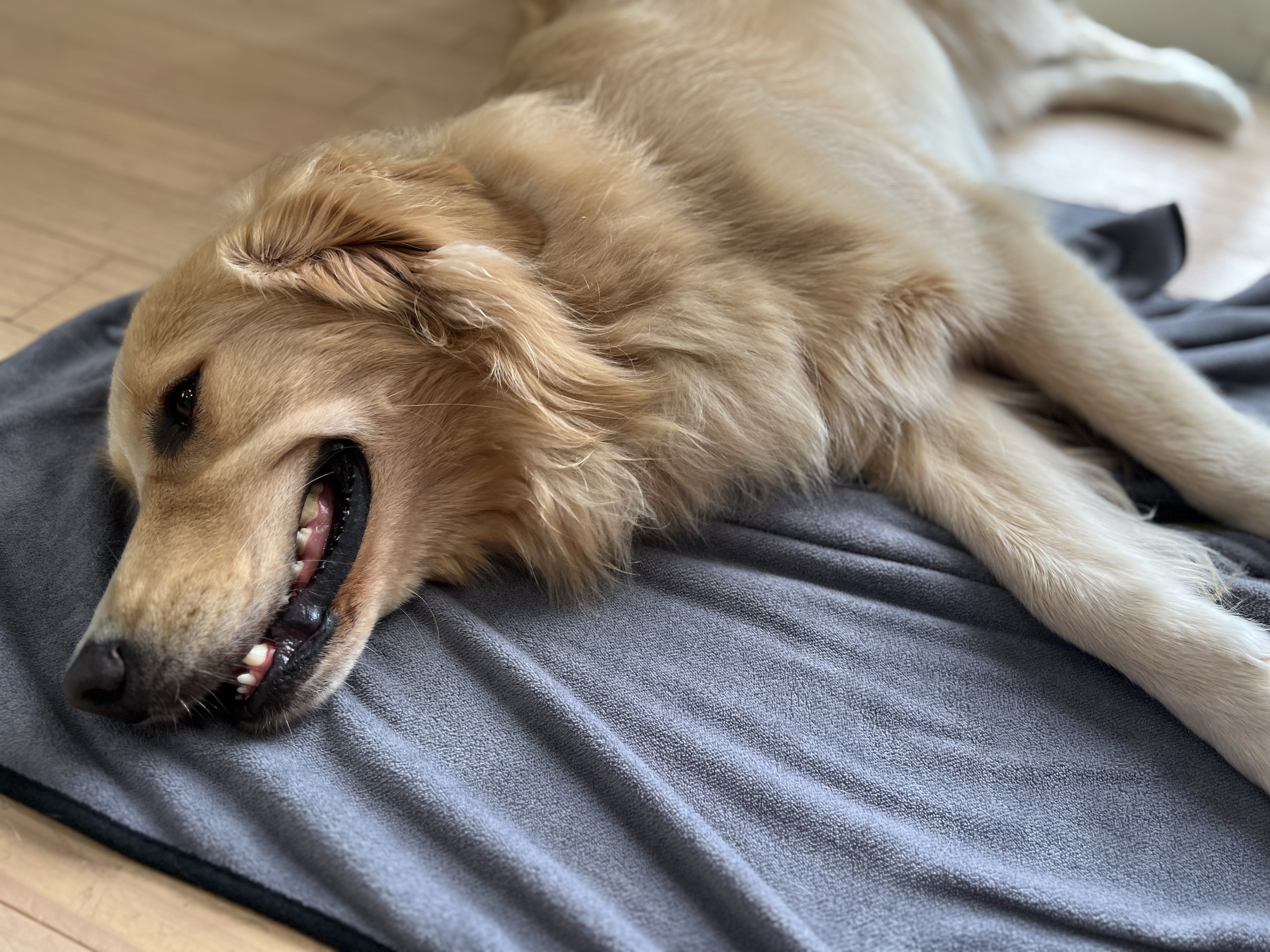ゴールデンレトリバーが人気犬種No.1な理由｜性格・特徴・飼い主との相性を徹底解説