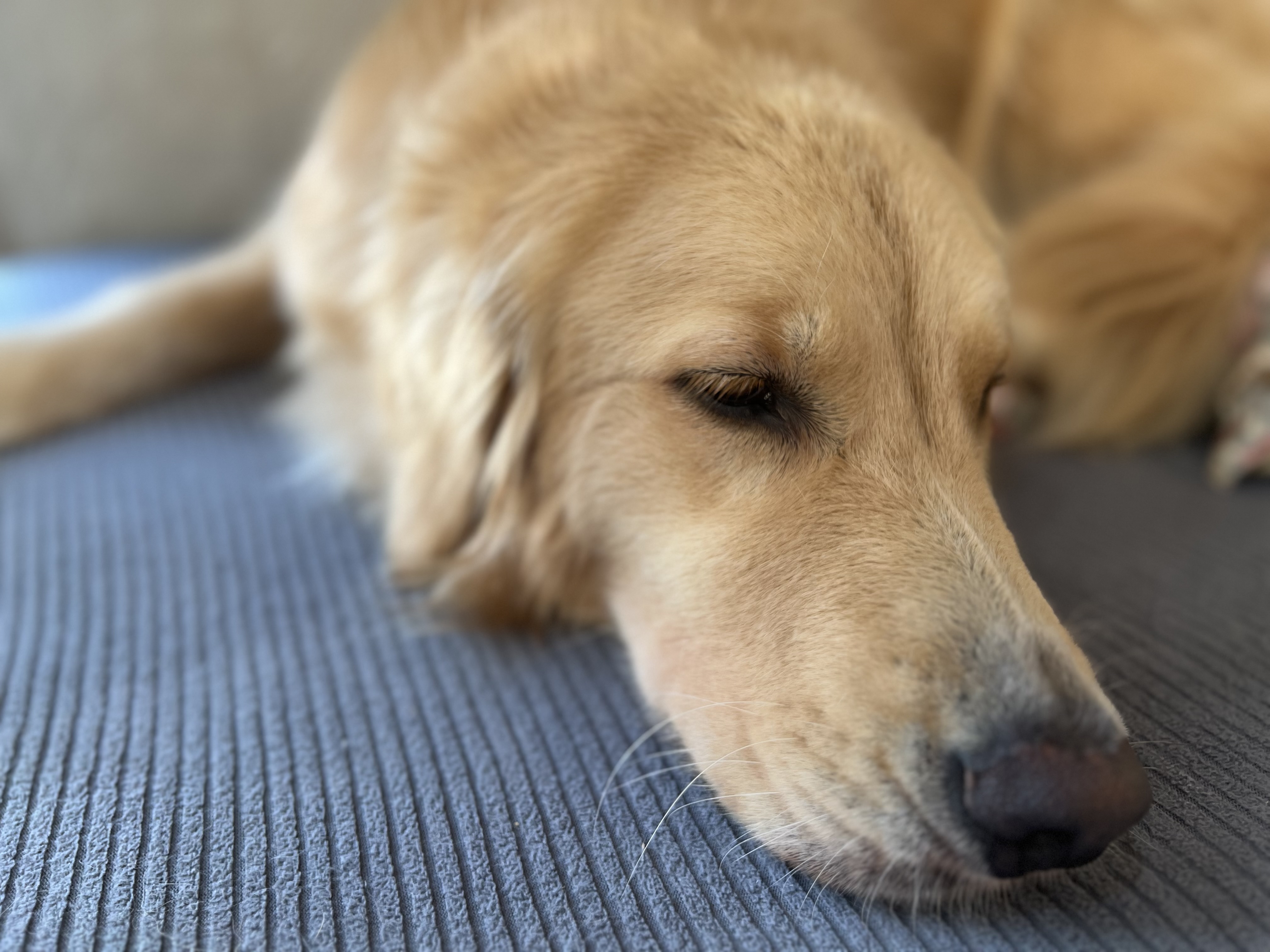 ゴールデンレトリーバーを飼うのにかかる費用｜年間のリアルな数字と節約の工夫