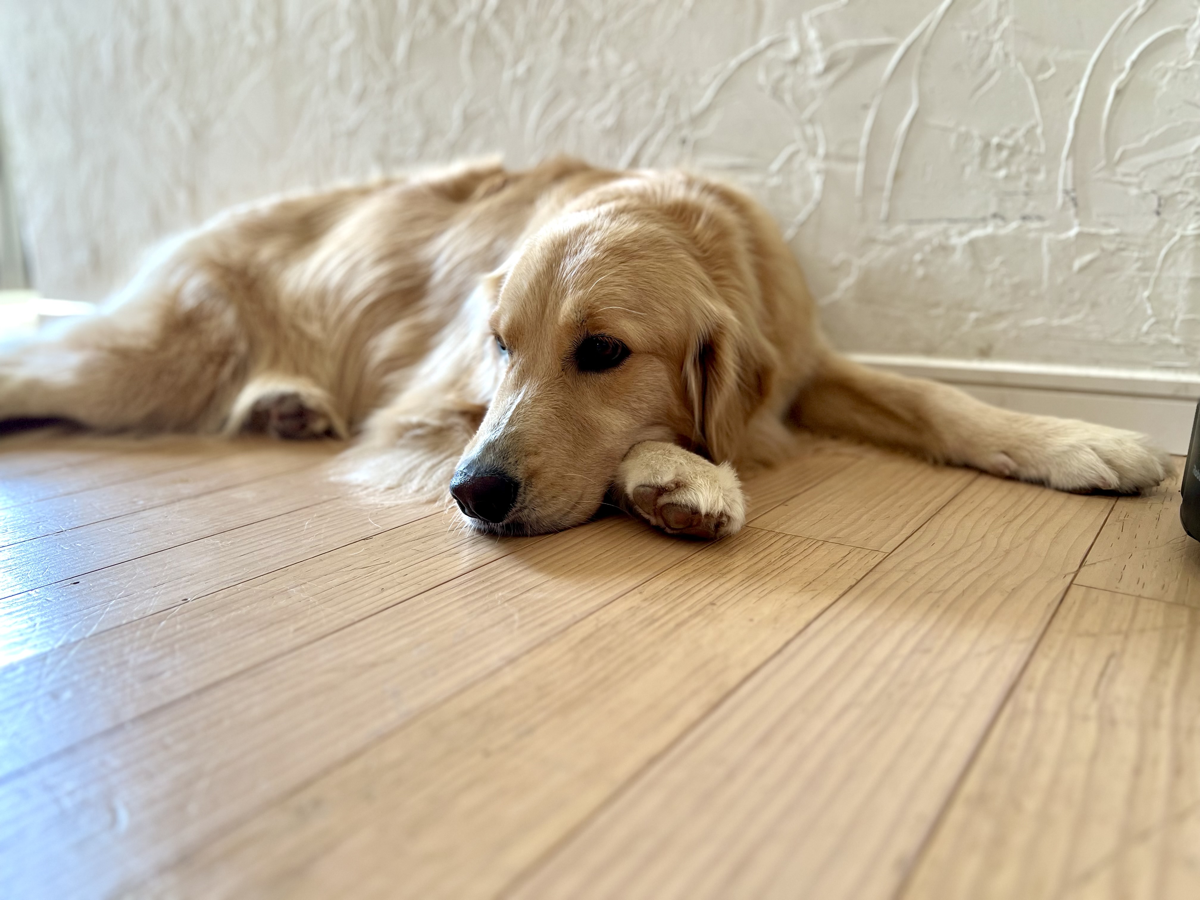 大型犬の健康管理完全ガイド｜予防接種・体重・関節ケアをゴールデン実体験で解説
