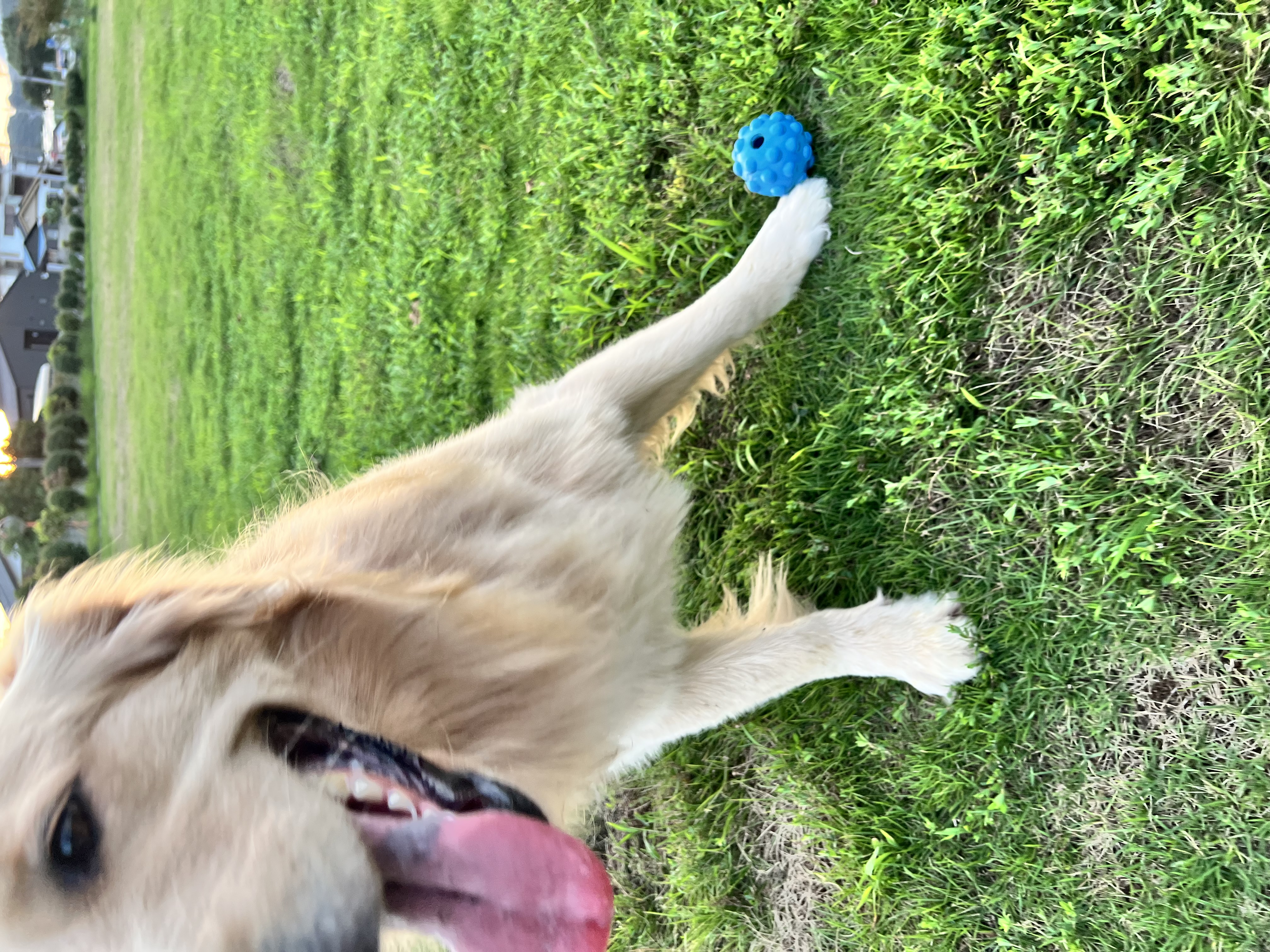 犬に最適な空気清浄機おすすめ3選｜ペット臭・抜け毛・アレルゲンを解決した実体験