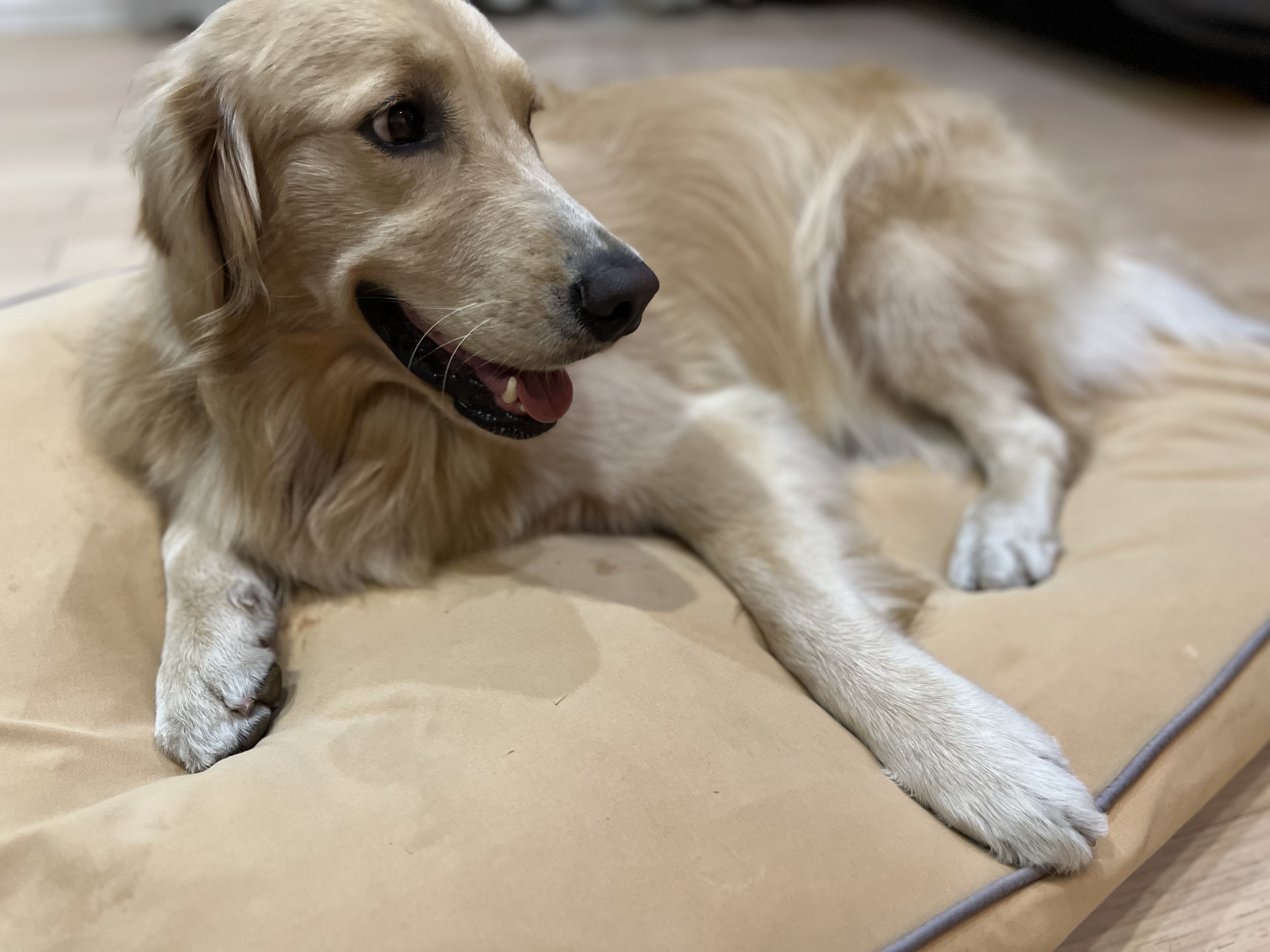 犬と暮らす毎日がもっと心地よくなる ― ドギボーで叶える、わんちゃん専用リラックスタイム