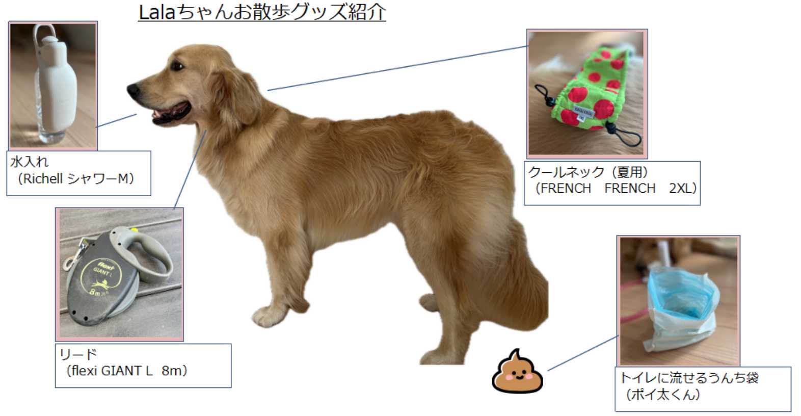 【犬との暮らし】毎日の散歩をもっと快適にするおすすめグッズ4選